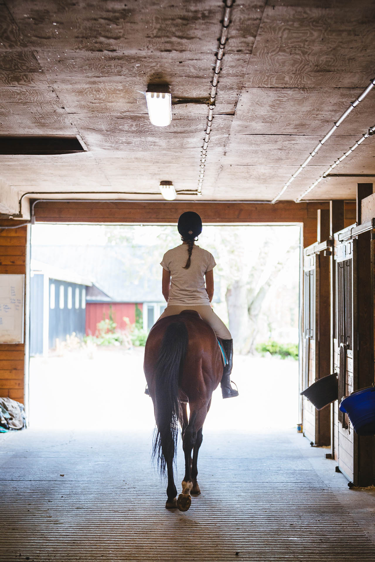 Our Horses | LongRun Thoroughbred Retirement Society