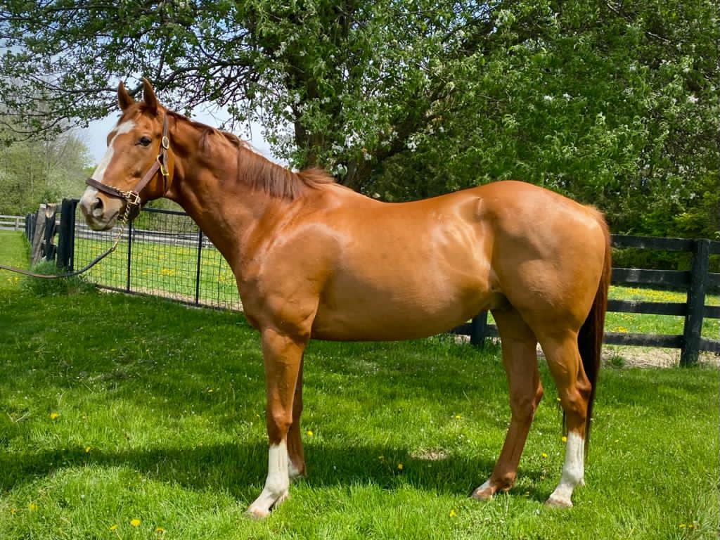 Light brown horse standing in front of some trees