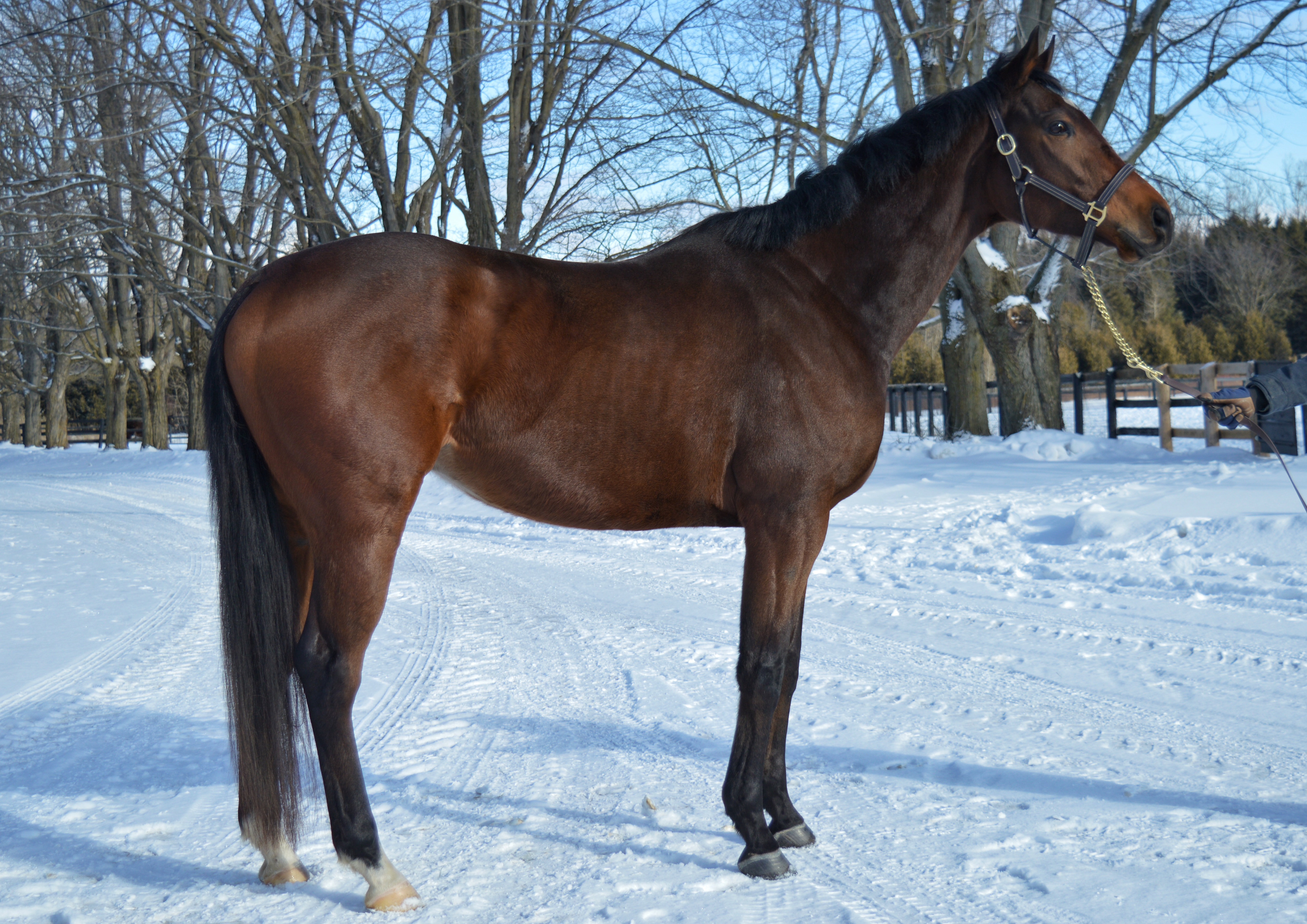 Dark Brown horse standing on a driveway in front of winter scenery