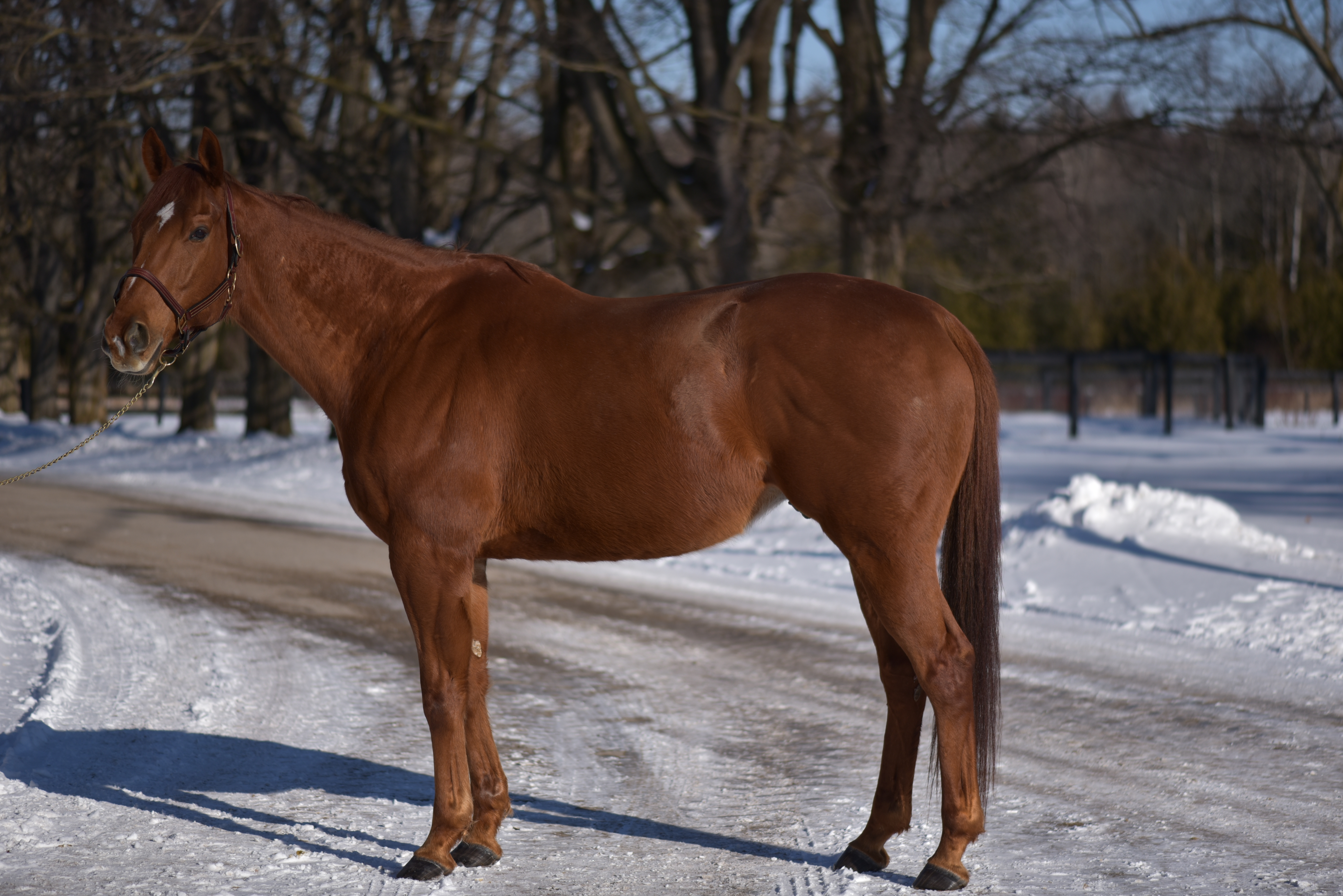 Chestnut horse standing on a driveway with winter scenery behind